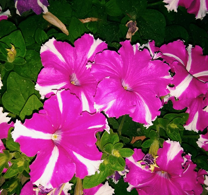 PINK FLOWERS... ♥♥