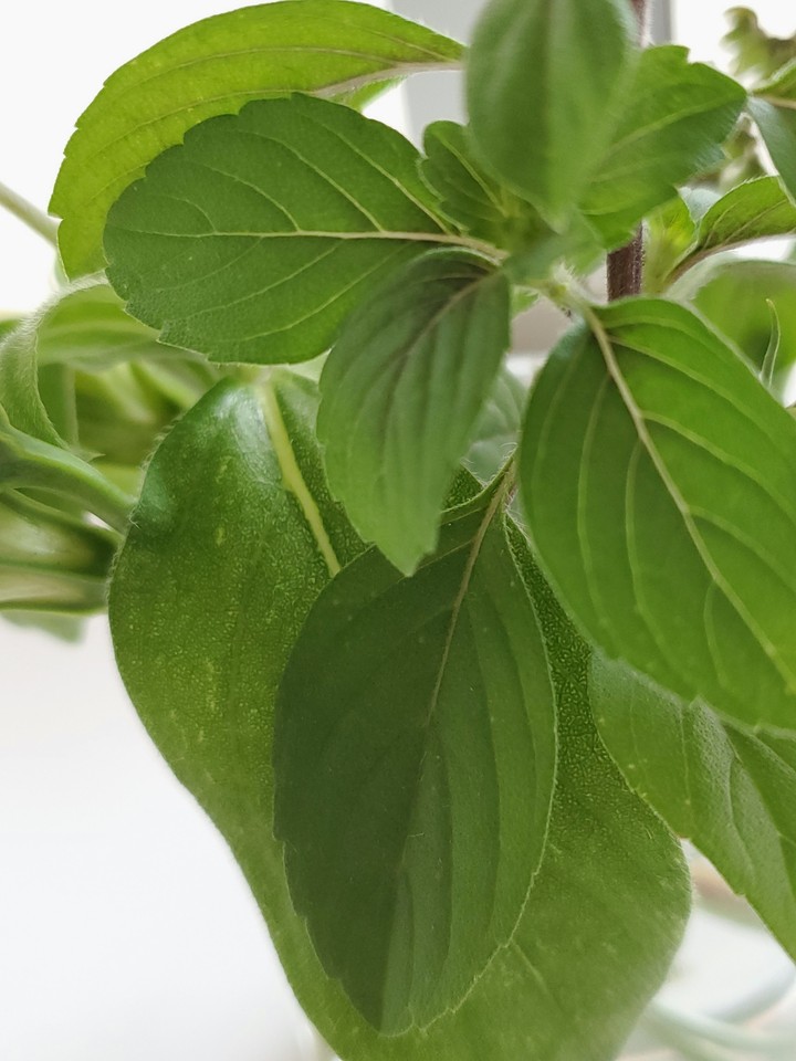The Leaves