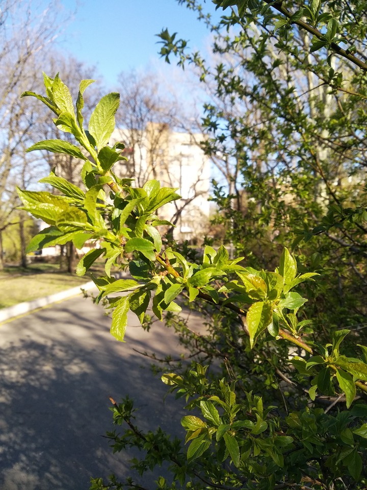 April. Green nature.