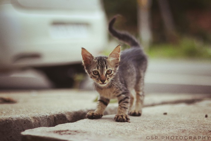 Kitten at street