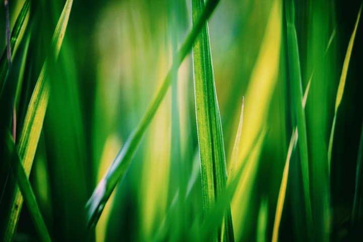 In between the crops