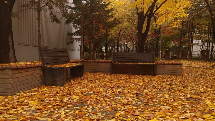 fallen leaves
