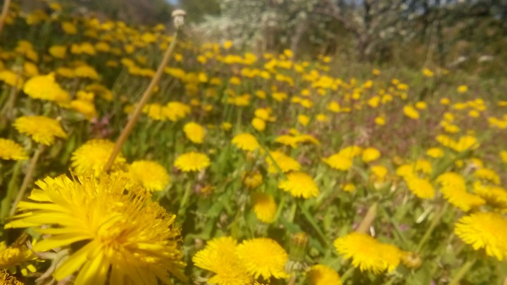 dandelions #3