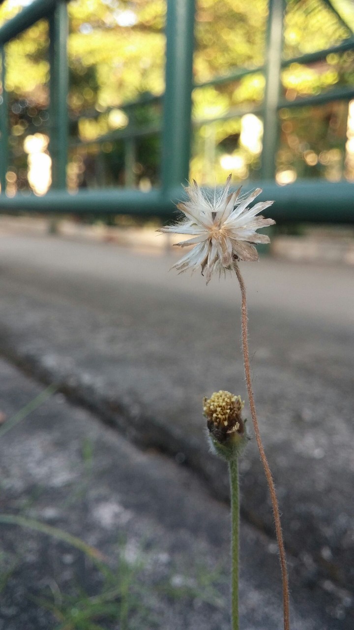 White Flower