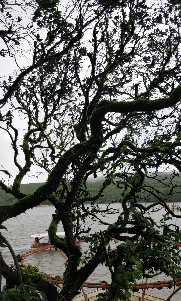 monsoon