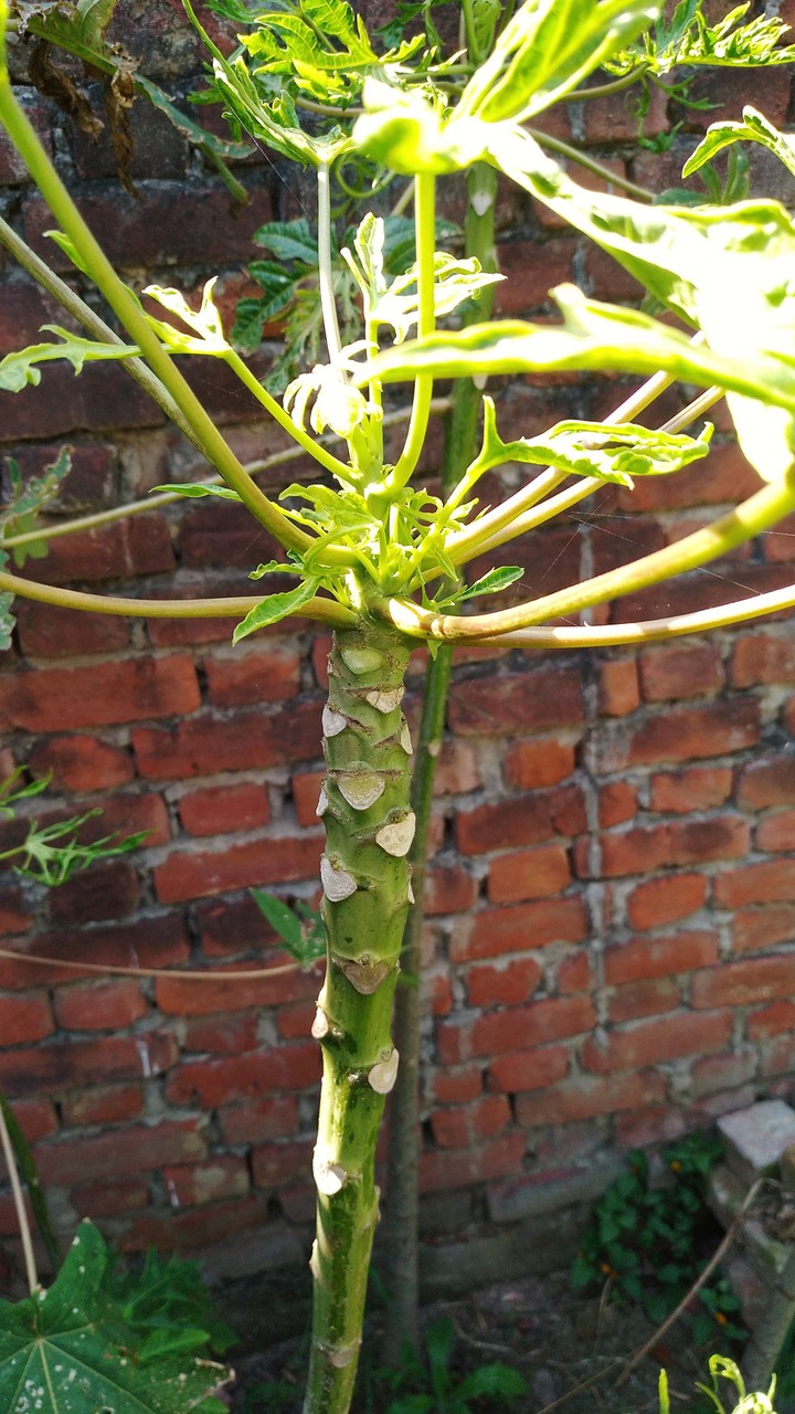 papaya