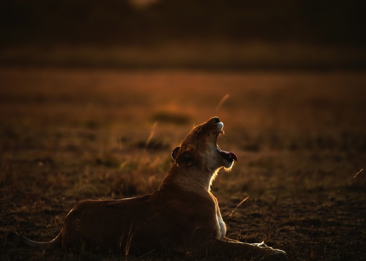 roar