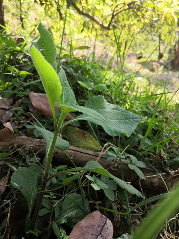 plant grass