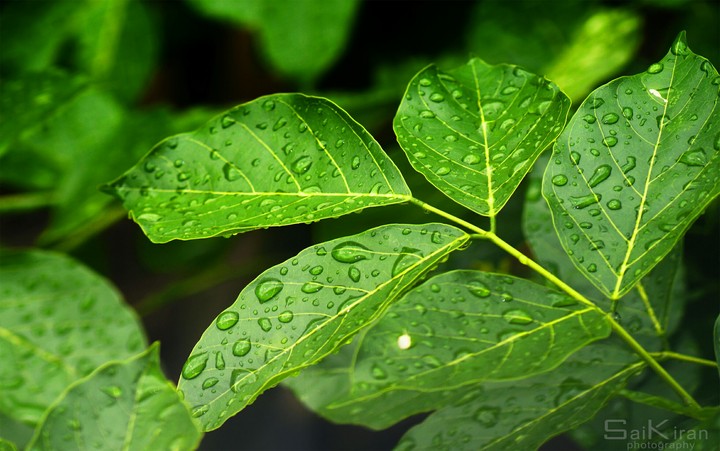 Green Leaf