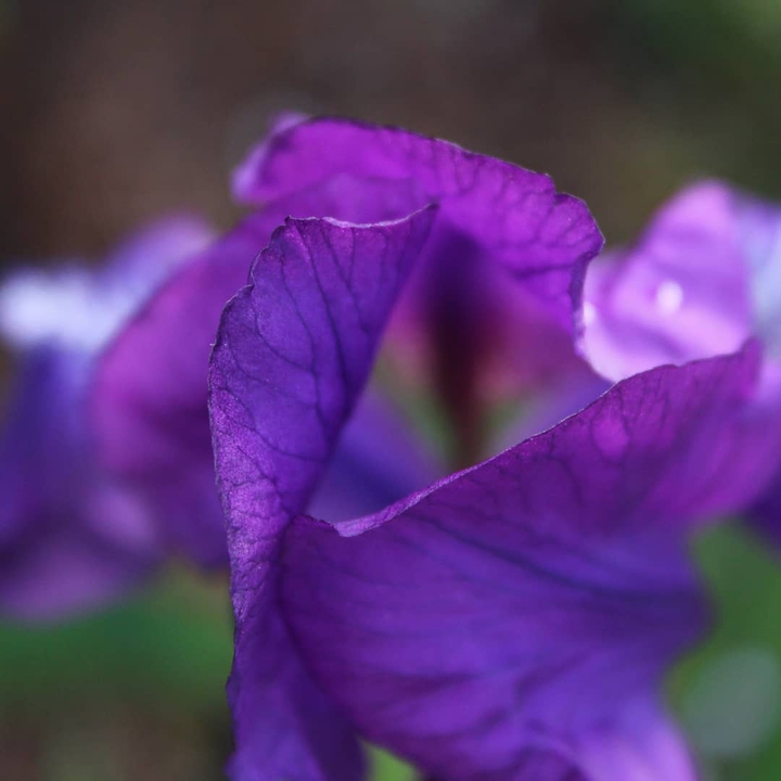 iris flower