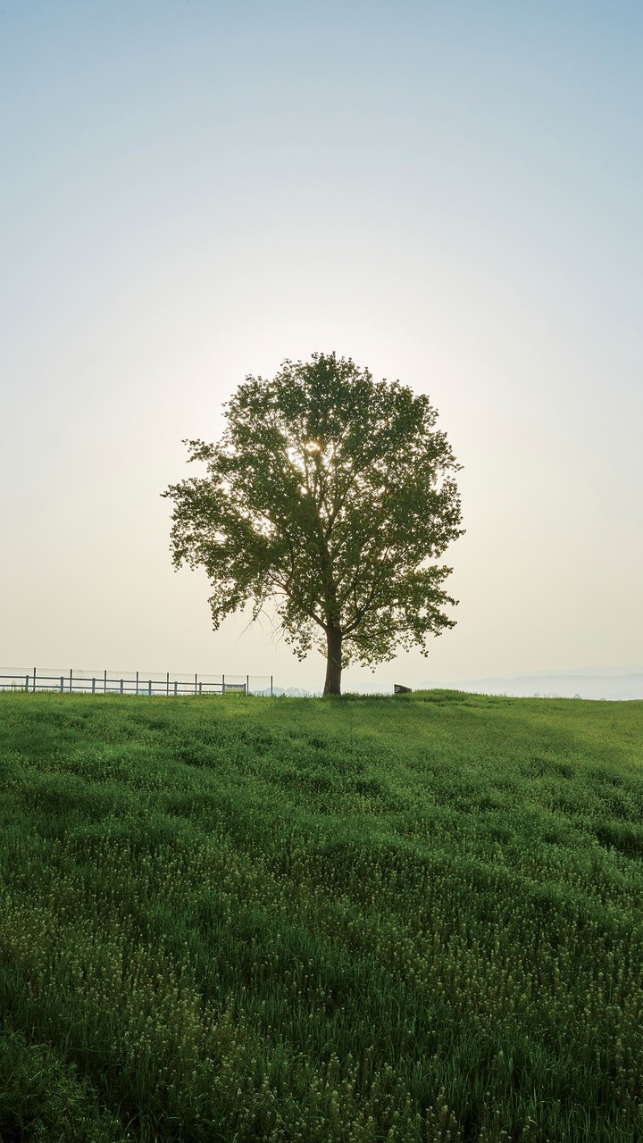 Lonely Tree
