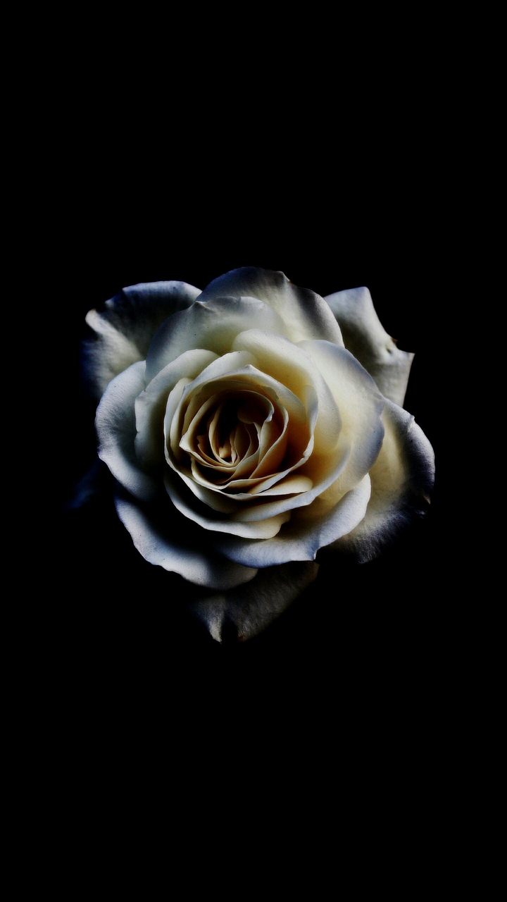 Rosa Branca
