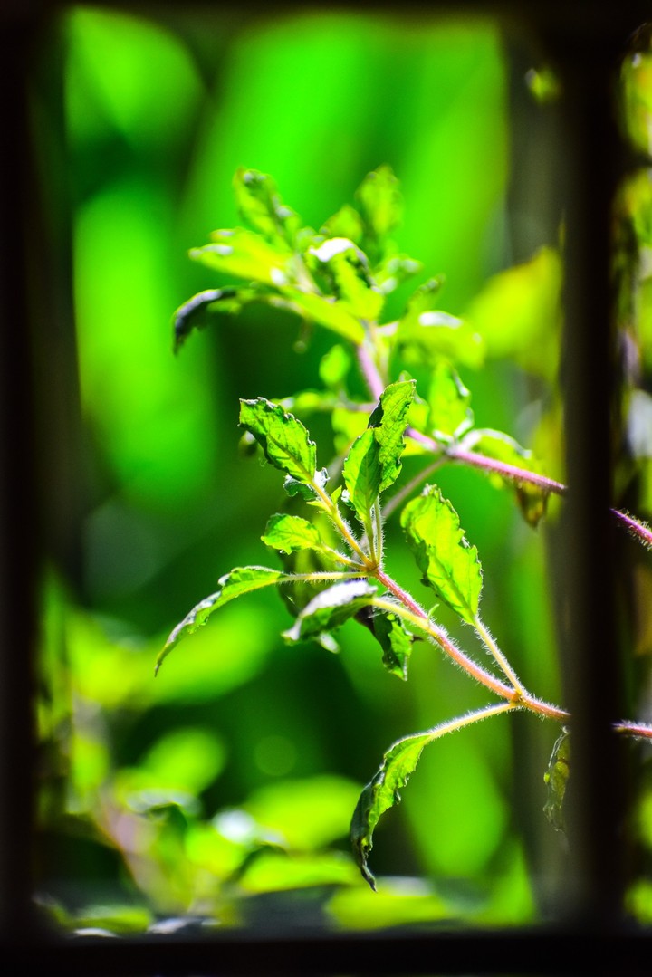plant