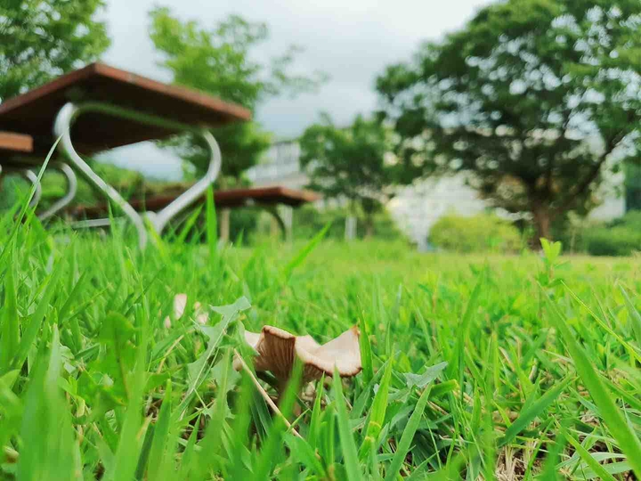 绿色背景图
