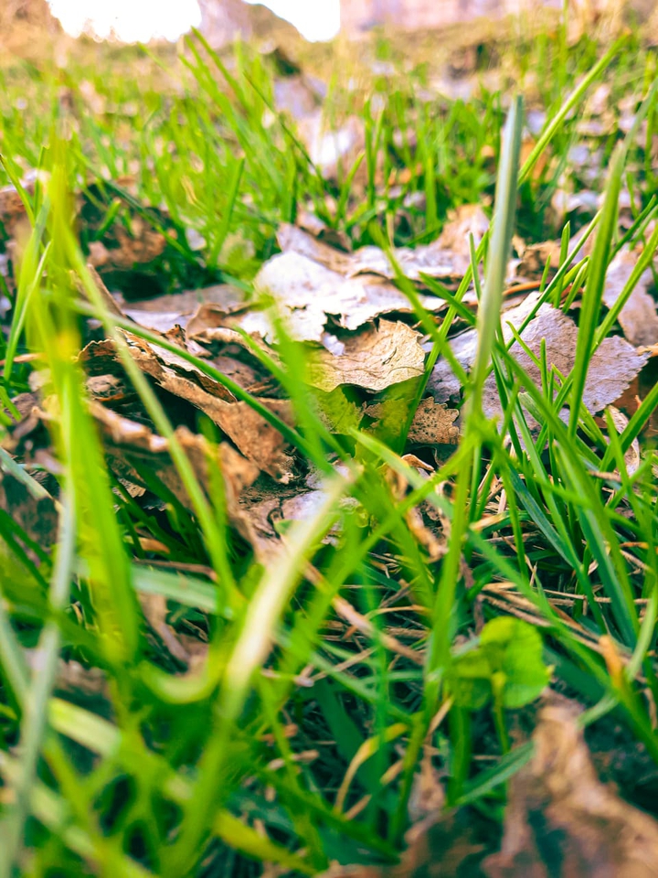 Green life