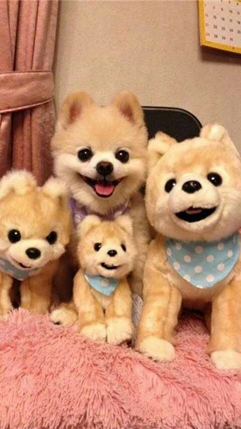 Dogs Hahahahah .