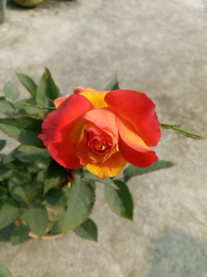 Rose...