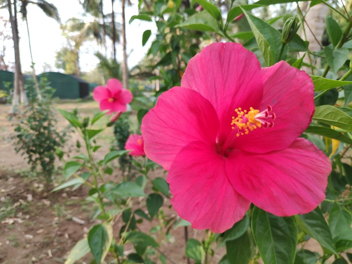 jaswant flower