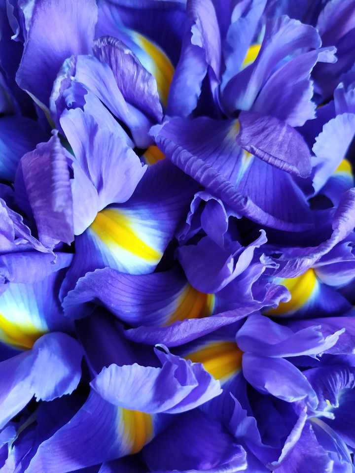 Iris