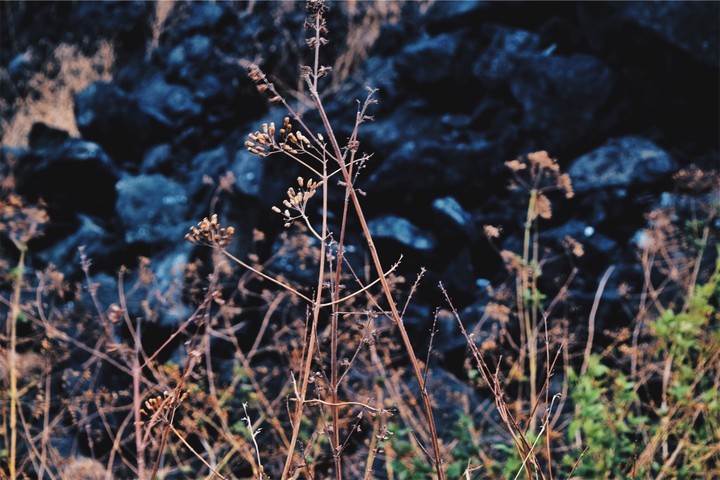 simplicity 