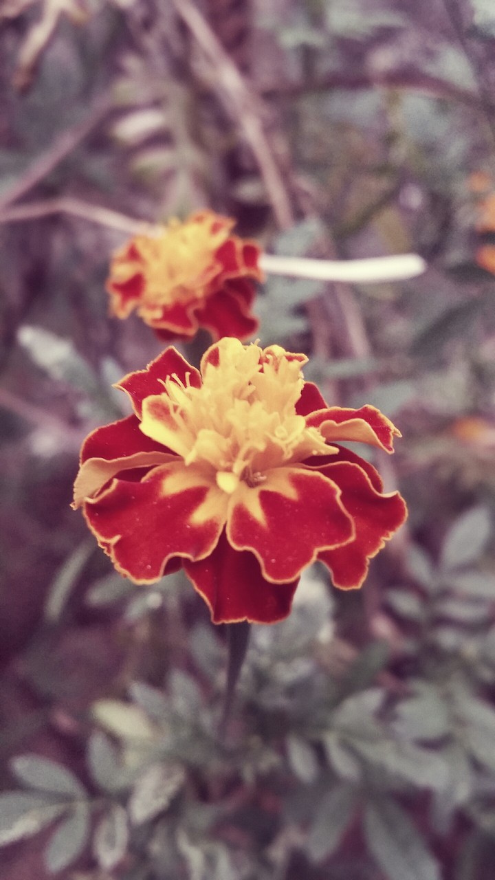 Flower