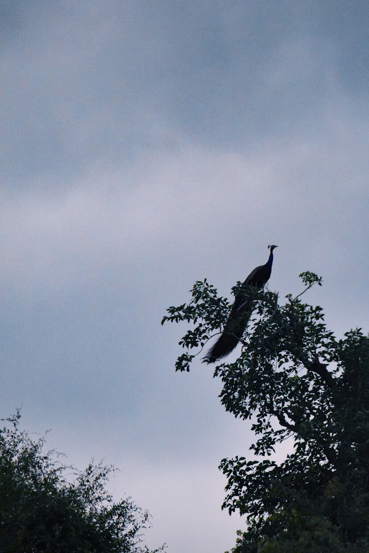silhouette