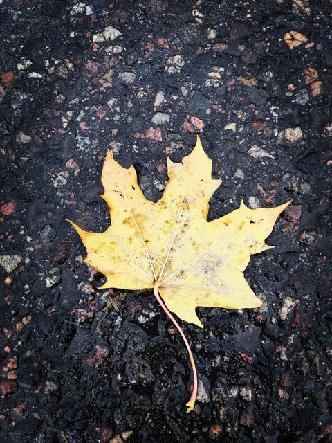 leaf