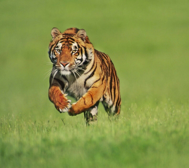 tiger