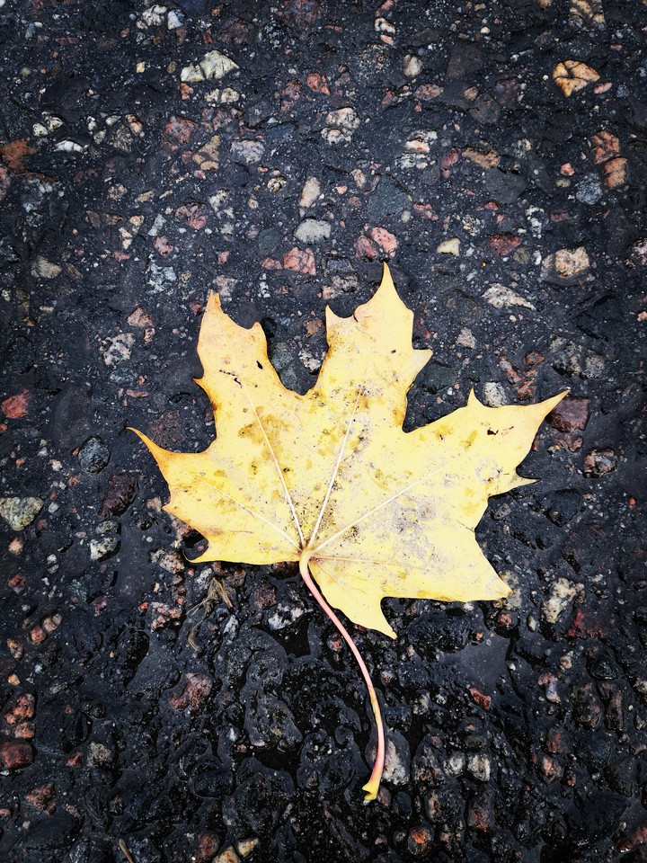 leaf