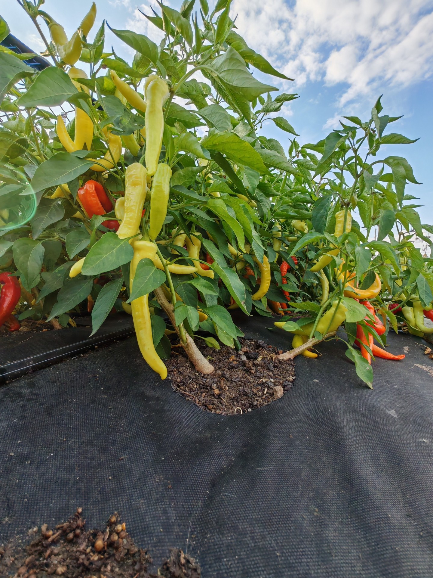 produce, spice Hintergrundbilder