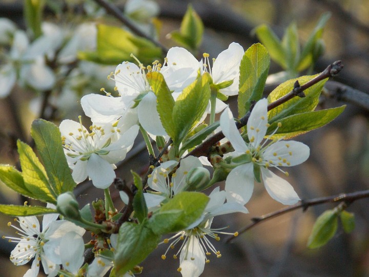 spring