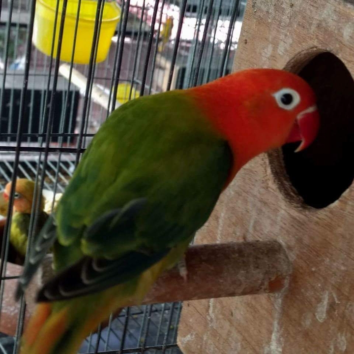 Red  opaline​