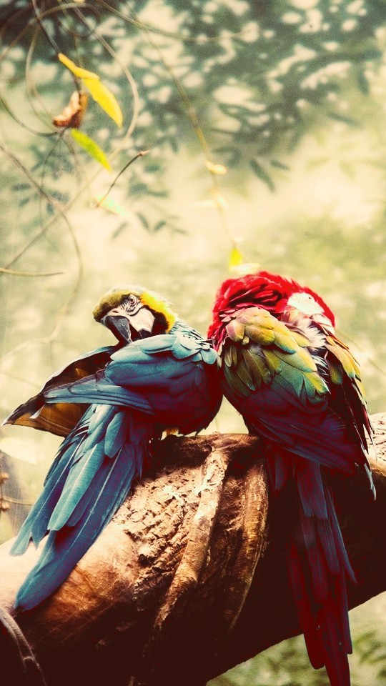 parrot