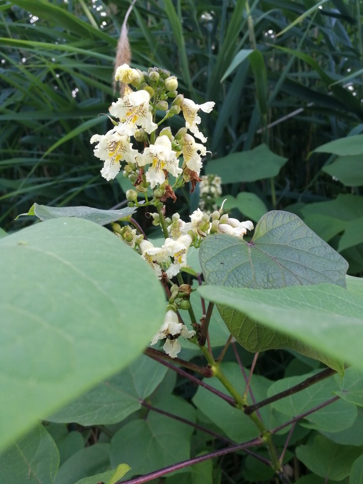 White and yellow flowers
