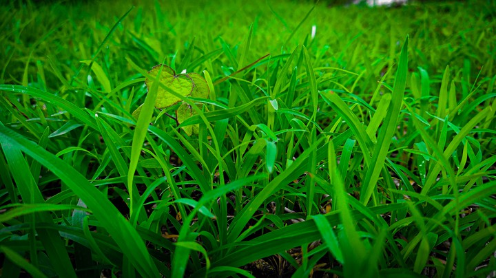 Grass