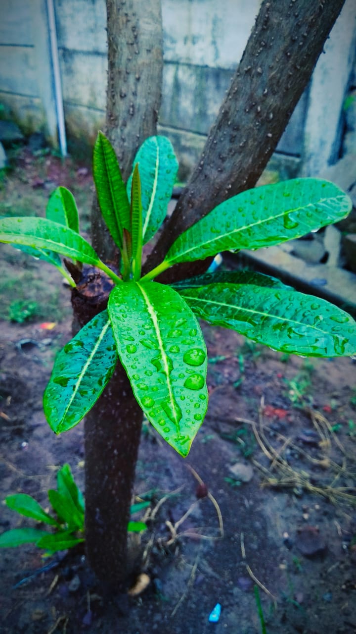 leaves?❤