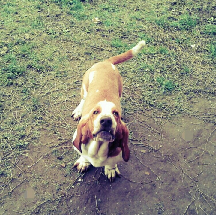 basset_hound