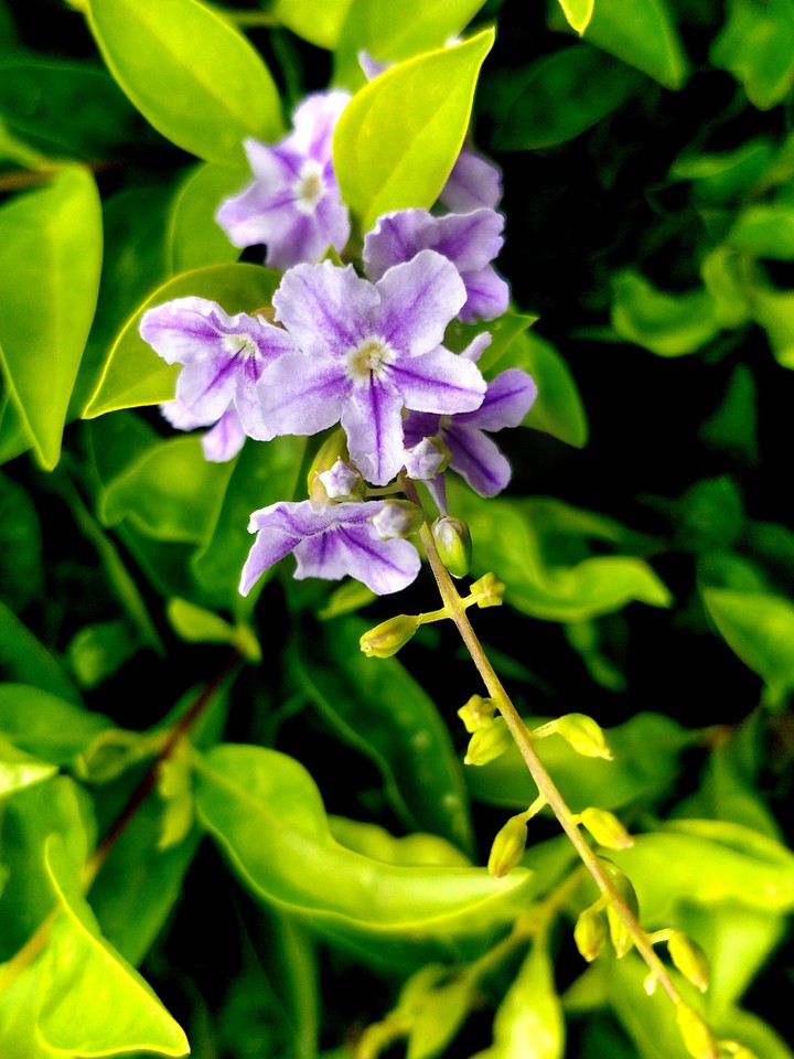 amoled flowers