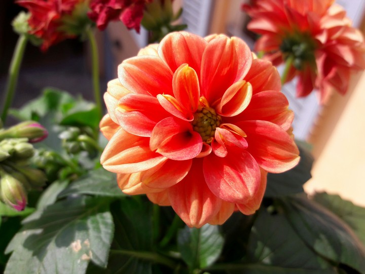 Red Flower