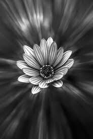 flower, black achtergronden