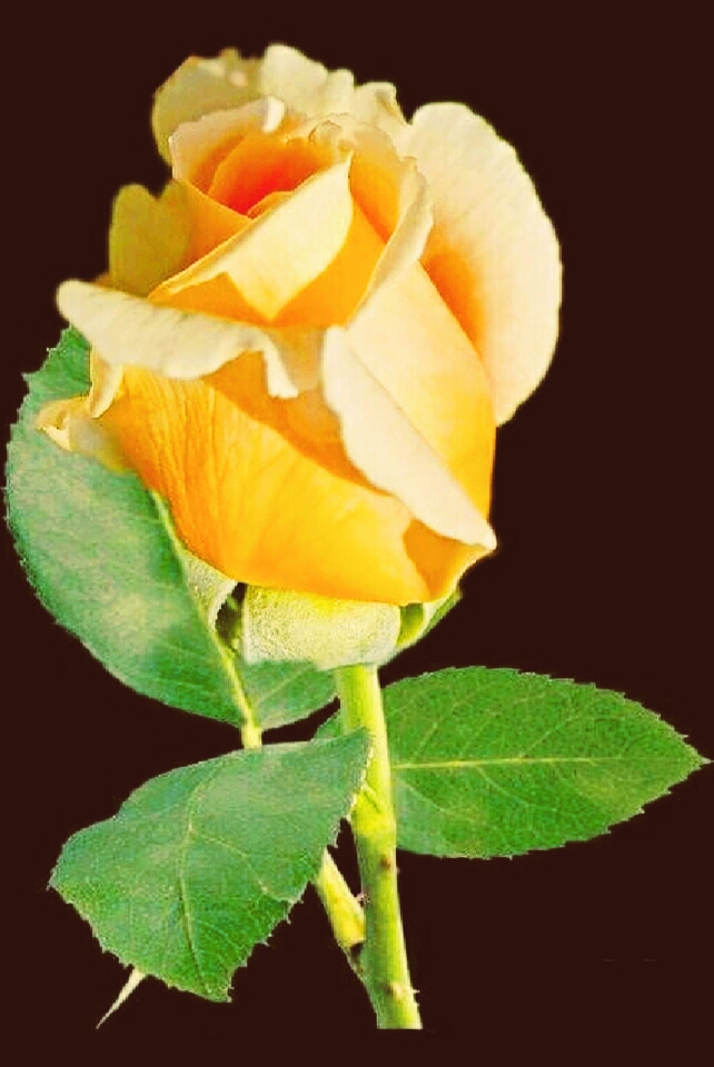 nice rose