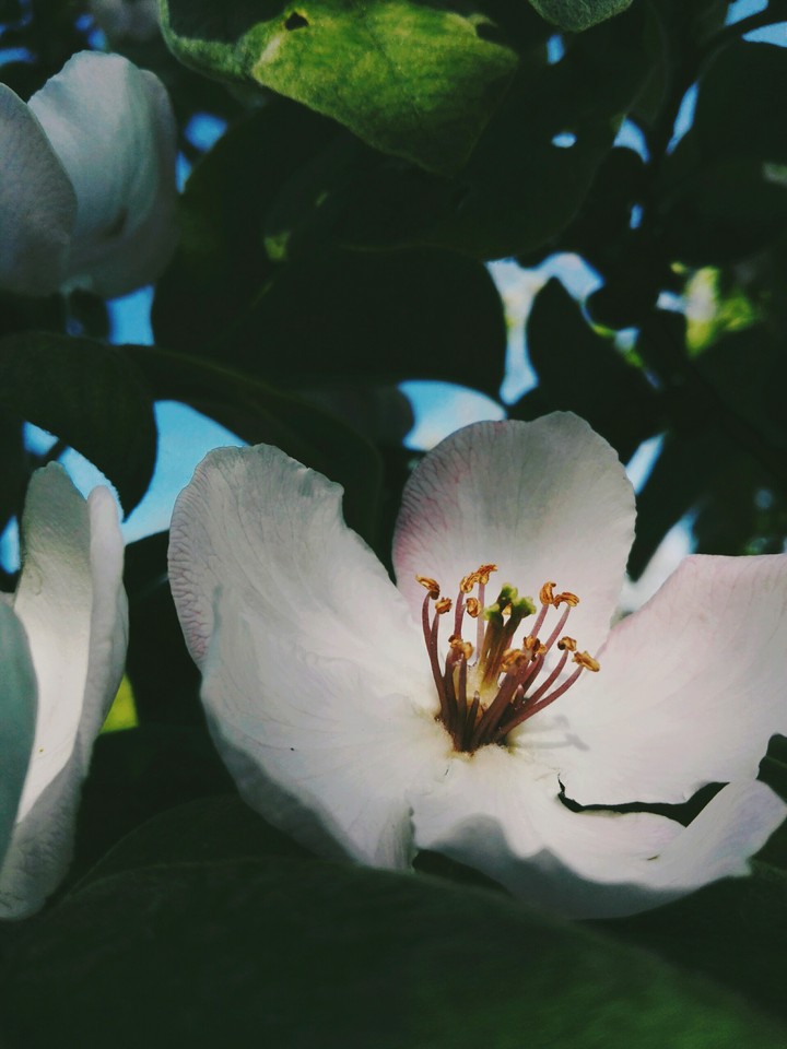 cherry flowers