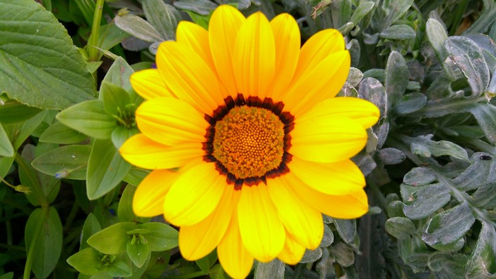 Yellow Flower