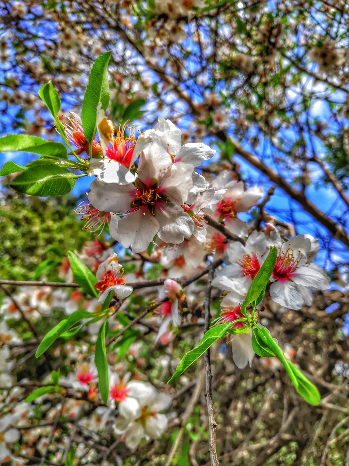 Spring