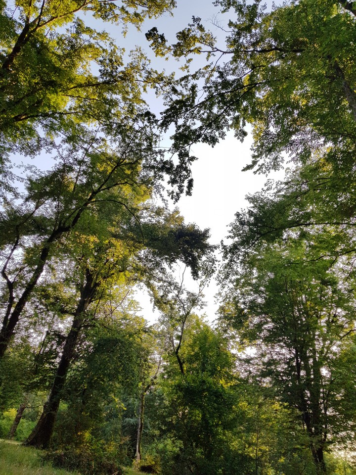 no filter  galaxy S8