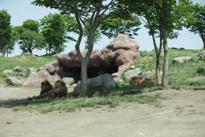동물이미지