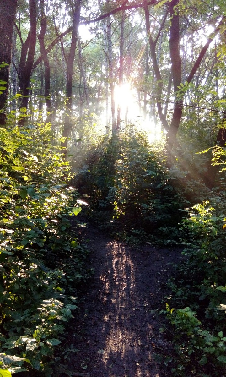 Sunlight through the Trees