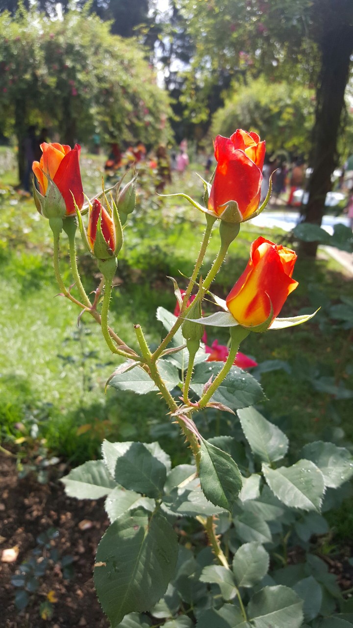 roses