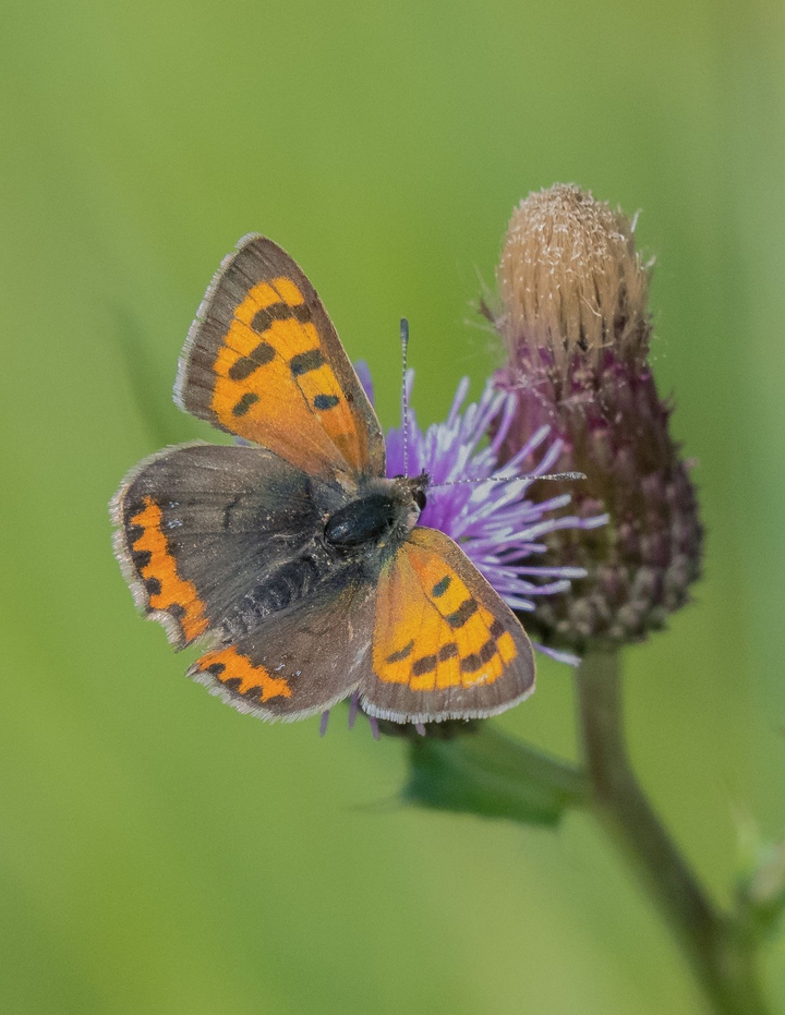butterfly