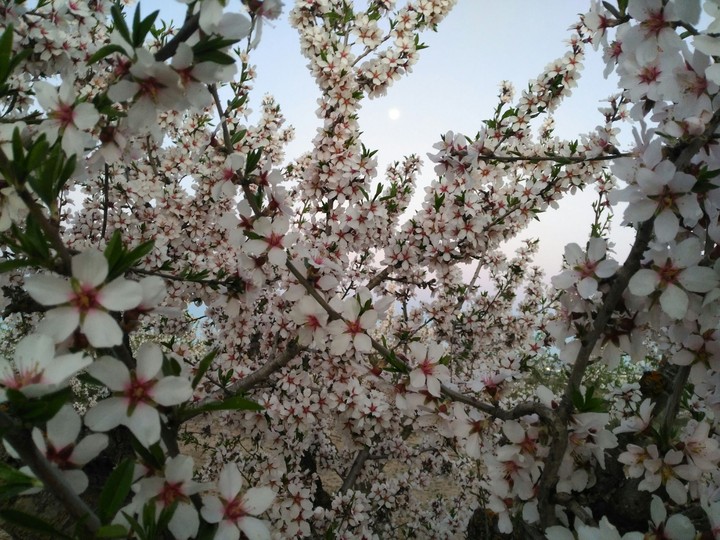 Flores de almendro y la luna
